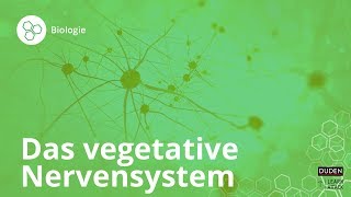 Das vegetative Nervensystem – einfach erklärt – Biologie  Duden Learnattack [upl. by Bellina]