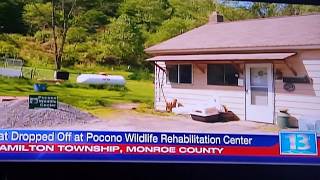 Declawed Cat left at Pocono Wildlife Rehabilitation Center [upl. by Jennica778]