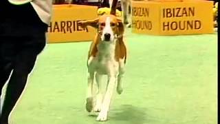 American Foxhound  AKC Dog Breed Series [upl. by Alleuqram]