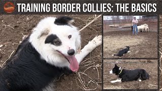 Training Border Collies The Basics [upl. by Gerard321]