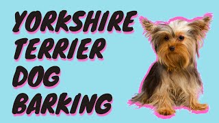 Yorkshire Terrier Dog Barking Sound Effect  Yorkie Barking [upl. by Brufsky]