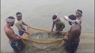 How fish are released in the village pond Sayans TodayFishing Videos fishrelease ytvideo yt [upl. by Adnala]