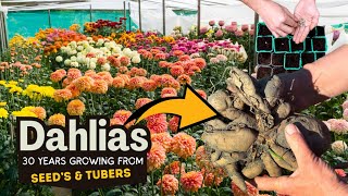 How to Plant Dahlia Tubers amp Growing from Seeds [upl. by Coppola]