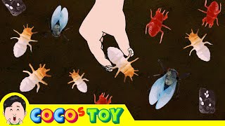 Lets raise cicada larvae in my flower pot｜Insect names for children｜CoCosToy [upl. by Claman179]