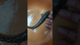 Polypterus Senegal bichir the dinosaur eel dragon fish catching india 🦖🦕🐠 fish aquarium shorts [upl. by Kerns706]