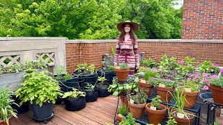 June Container Garden Tour Whats Growing In My Front Deck Garden [upl. by Fernald]