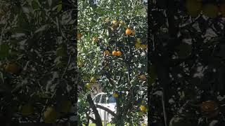 Mandarynki w ogrodzie w Ameryceameryka fruits mandarin [upl. by Llevol]