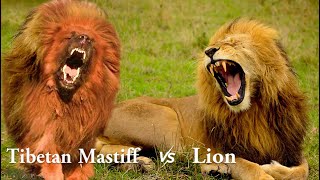 Tibetan Mastiff vs Lion [upl. by Noslrac751]