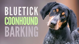 Bluetick Coonhound Barking Sounds SFX 8 Different Grunts Howls [upl. by Samuela]