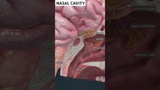 Nasal Cavity anatomy animation study humanbody shortsfeed short [upl. by Kayle]