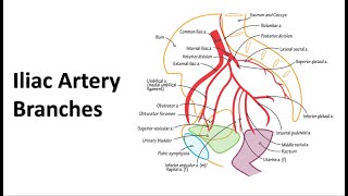 Pelvic Arteries Memory Tricks [upl. by Leyameg]