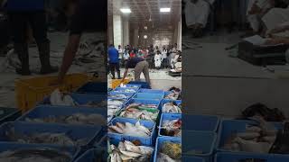 Fish auction at Rabigh Saudi arabia  Saudi Days  Fish market [upl. by Treat]