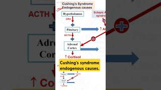 Endogenous causes of Cushings syndrome [upl. by Calvano370]