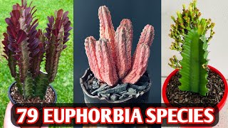 79 Euphorbia Species  Euphorbia Plant Varieties  Euphorbia plant types  Plant and Planting [upl. by Kaden735]