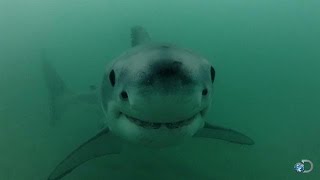 Great White Pupping Ground Discovered [upl. by Averil]