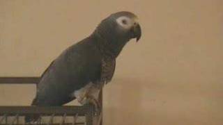 Amazing Tui the Talking African Grey Parrot An intelligent conversation [upl. by Coraline172]