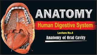 Oral cavity  Anatomy and physiology of Oral cavity  Mouth anatomy [upl. by Tempa454]