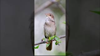 BULBUL SUPER GACOR Luscinia Megarhynchos [upl. by Selestina260]