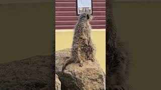 Meerkat On Look Out [upl. by Leanard]