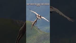 Golden eagle vs Harpy eagles goldeneagle harpyeagle trending viral animals youtubeshorts fyp [upl. by Lucchesi]