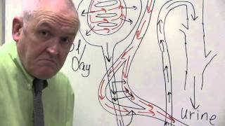 Renal System 13 Peritubular capillaries [upl. by Nnayhs]