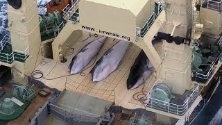 Sea Shepherd intercepts Japanese whaling fleet [upl. by Nylrahc]