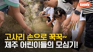 제주에서 벼농사…어른·아이 뜻 모아 함께 모심기  KBS 20240607 [upl. by Almena728]