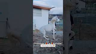 PromovariCaiRomania dance cal horse bighorse stallion horselover [upl. by Aiuqal]