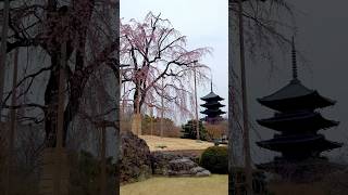 Spectacular view of the fivestory pagoda and 120yearold Fuji Sakura Cherry Blossoms in Toji [upl. by Kaja]