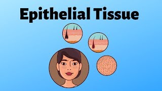 Different types of epithelial tissue [upl. by Durarte]