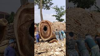 FINDING SPECIAL LARGE WOOD FROM PLANTATION FORESTS IN THE BAND SAW [upl. by Carlyn894]