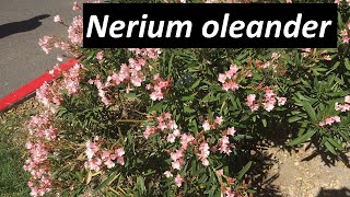 Poisonous Nerium oleander  All you need to know [upl. by Lennahs]