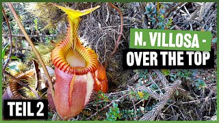 133 Mount Kinabalu die geilsten Nepenthes auf dem höchsten Berg in Borneo [upl. by Annek]