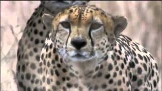 Amazing Cheetah Chase Compilation [upl. by Jew109]