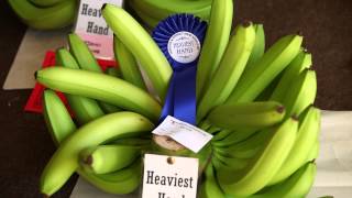 INNISFAIL AND DISTRICT SHOW BANANA EXHIBIT AND AUSTRALIAN BANANA PACKING CHAMPIONSHIPS [upl. by Shreve262]