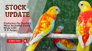 New stock update on Radha Krishna Aviary  Conure Exotic Finches Turquoisine  Price update [upl. by Ruscio993]