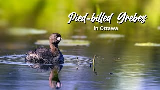 Piedbilled Grebes [upl. by Kenneth]