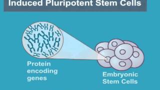 What are Induced Pluripotent Stem Cells iPS Cells [upl. by Reffotsirhc85]