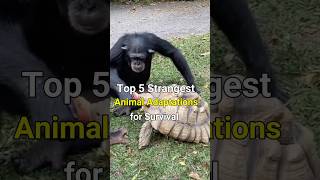 Top 5 Strangest Animal Adaptations for Survival [upl. by Marl954]