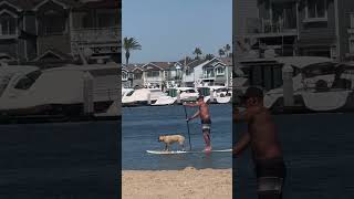 Paddle board dog [upl. by Aihsem]