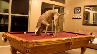 weimaraner playing pool [upl. by Raddy]