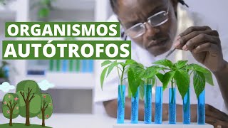 ¿Qué son los ORGANISMOS AUTÓTROFOS Características y ejemplos🌳 [upl. by Ardnuhsor]