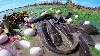 wow amazing  fisherman catch a lot of fish under moss in field and pick duck eggs and snail by hand [upl. by Radbourne]