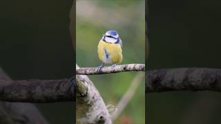 Real Birds  Precious Blue Tit in early Winter shorts [upl. by Sanalda125]