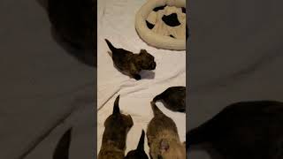 Cairn Terrier Puppies 5 weeks [upl. by Neirbo]