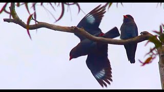 Australian Dollarbird pair amp their crazy calls Australian birds [upl. by Thisbee732]