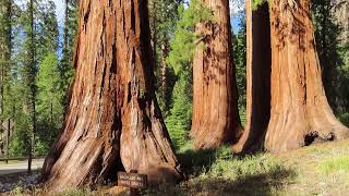 The Bachelor and Three Graces  Mariposa Grove of Giant Sequoias Yosemite National Park California [upl. by Leseil476]