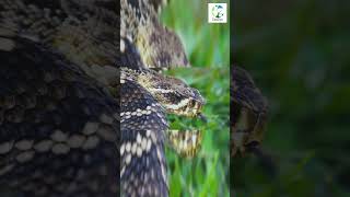 👀🐍 CloseUp Of Rattlesnake Hissing and Rattling shorts animals snakes rattlesnake wildlife [upl. by Arlie]