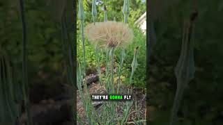 Salsify going to seed and milkweed about to bloom [upl. by Atat]