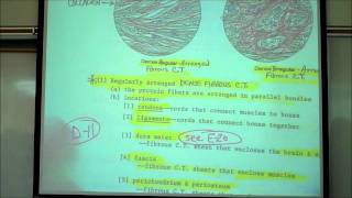 HISTOLOGY CONNECTIVE TISSUES Part 1 by Professor Fink [upl. by Ynnal]